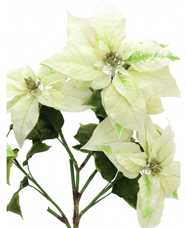 Europalms Poinsettia bush, cream, 60cm