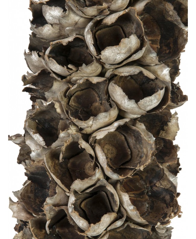 Europalms Cacho Coco ca. 120-190cm