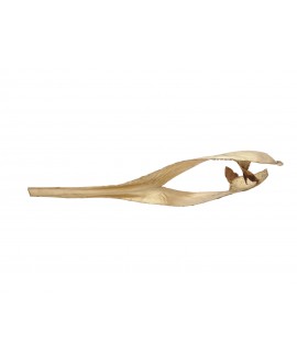 Europalms Palm leaf, dried, gold Seasonal Items