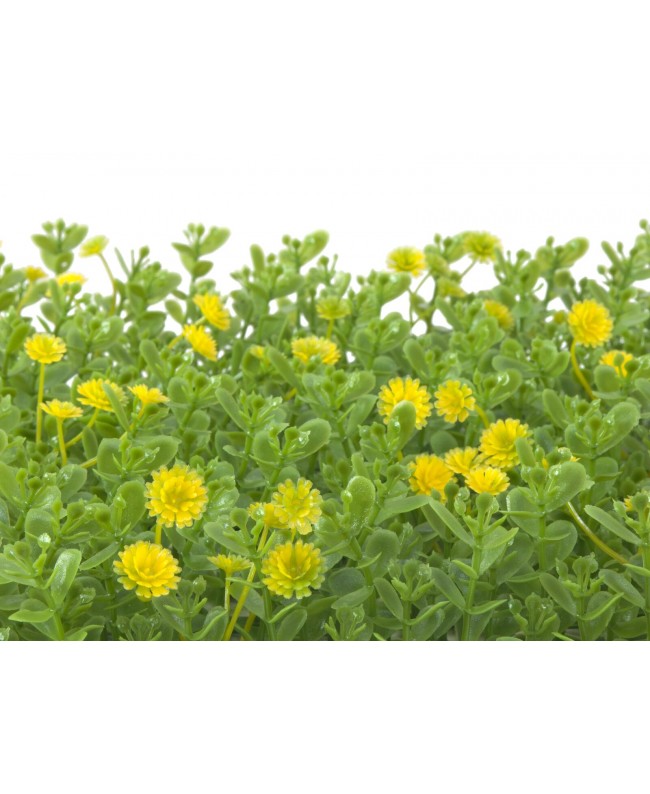 Europalms Buchsmatte, künstlich, grün-gelb, 25x25cm