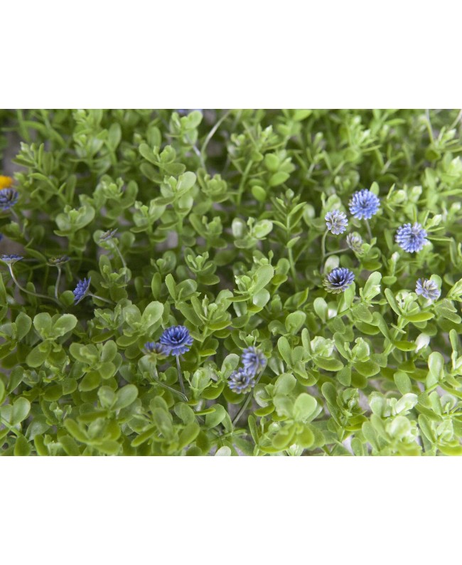 Europalms Grass mat, artificial, green-purple, 25x25cm