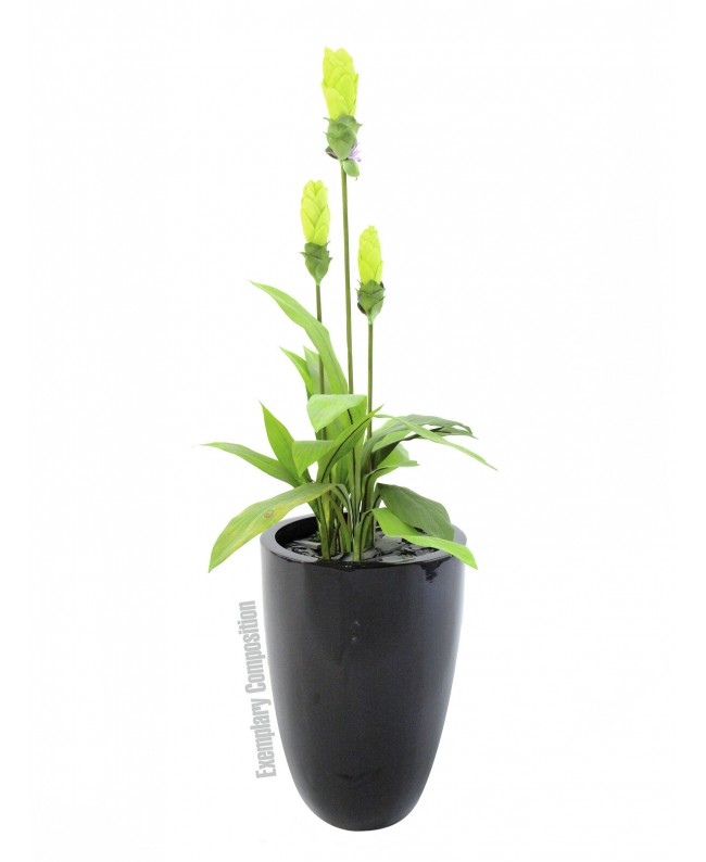 Europalms LEICHTSIN CUP-69, shiny-black