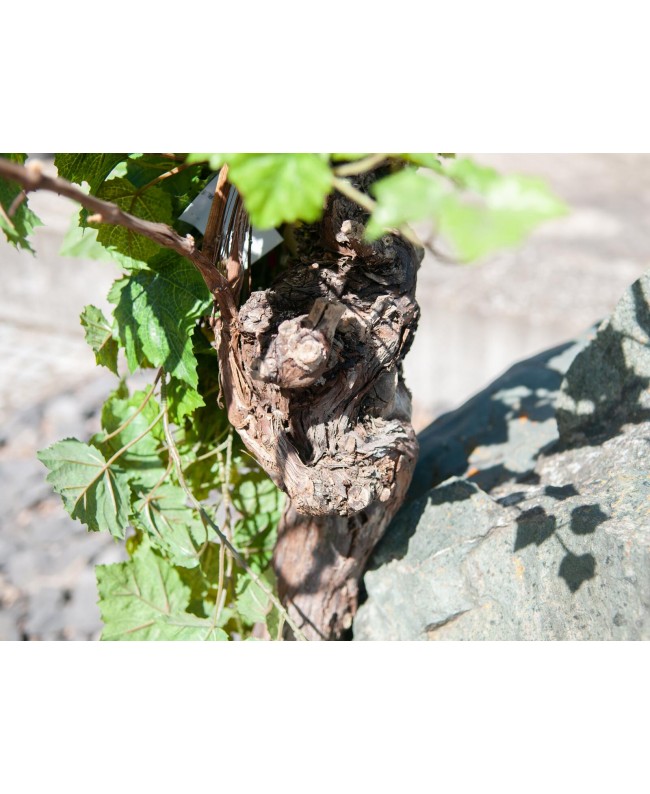 Europalms Grapevine 150cm