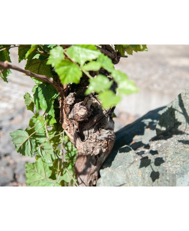 Europalms Rebstock 150cm