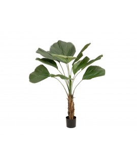 Firesilx Großblättrige Strahlenpalme, B1 schwer entflammbar, 140cm