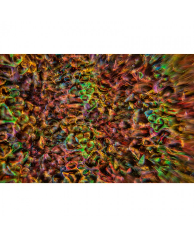 JB Systems DELUSION Home