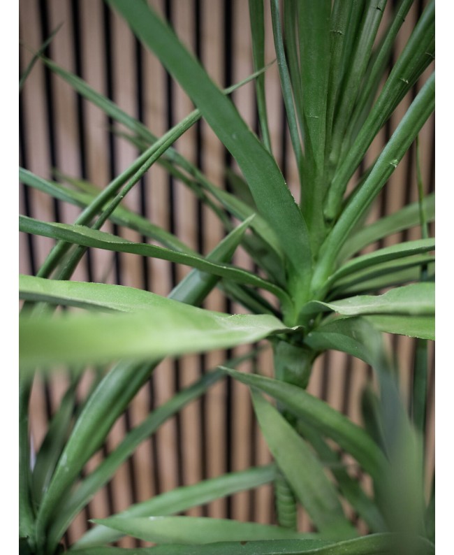 Europalms Dracaena, pianta artificiale, verde, 170 cm Fiori & piante