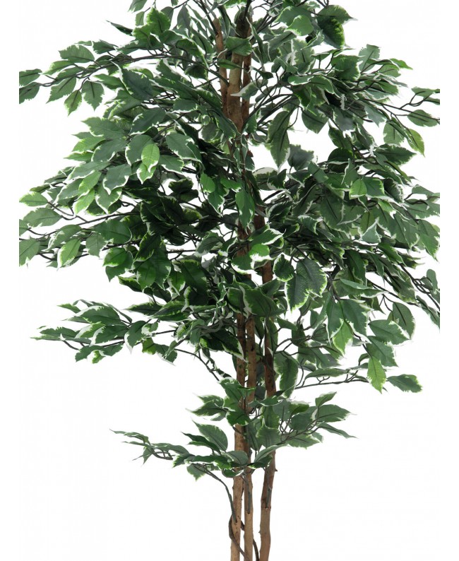 Europalms Variegated Ficus, artificial plant, 180cm Fiori & piante