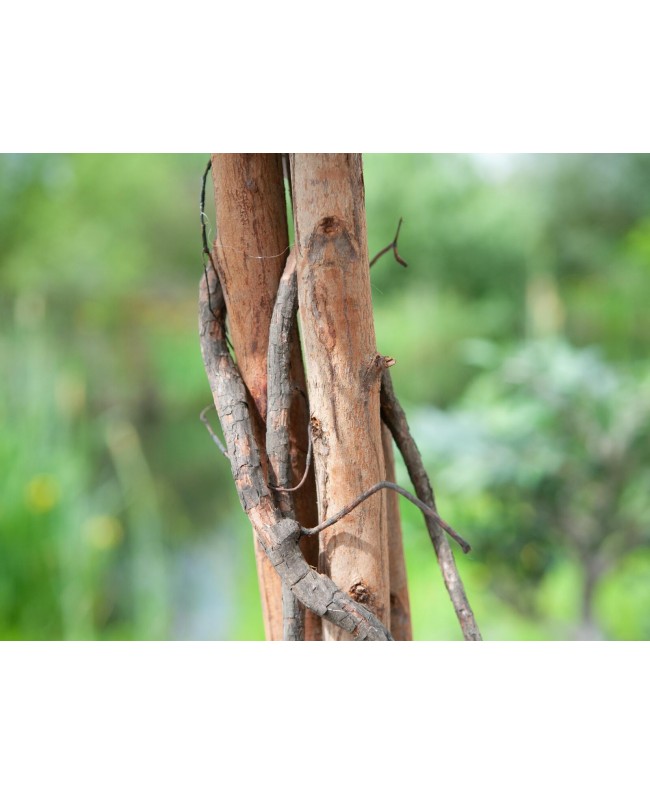 Europalms Lemon Tree, artificial plant, 180cm Fiori & piante