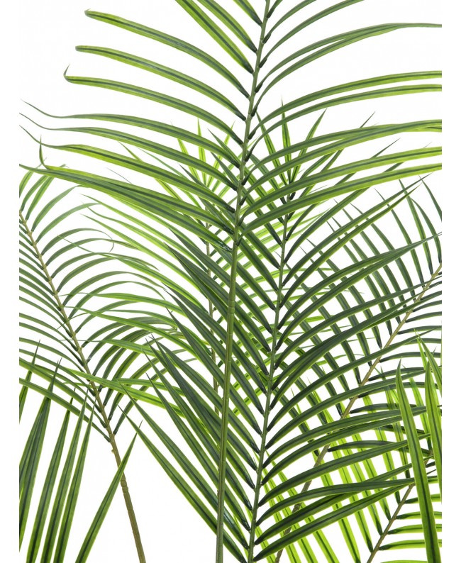 Europalms Großblatt-Areca, Kunstpflanze, 185cm Blumen & Pflanzen