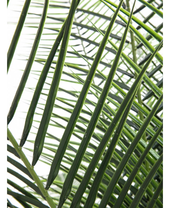 Europalms Phoenix Palm Deluxe, artificial plant, 220cm Flowers & Plants