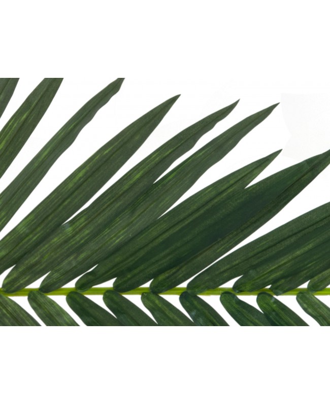 Europalms Coconut King Palm Branch, artificial, 150cm Flowers & Plants