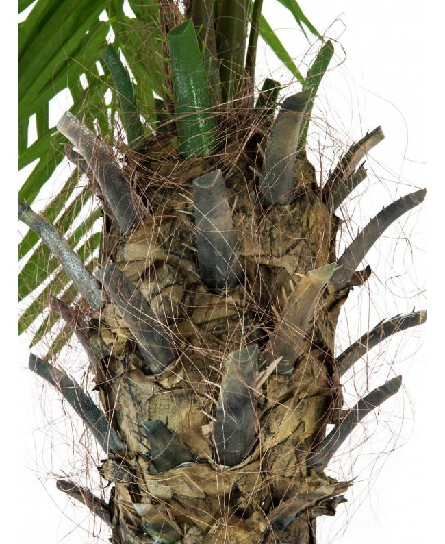 Europalms Phoenix Palm Tree Luxor, artificial plant, 210cm Flowers & Plants