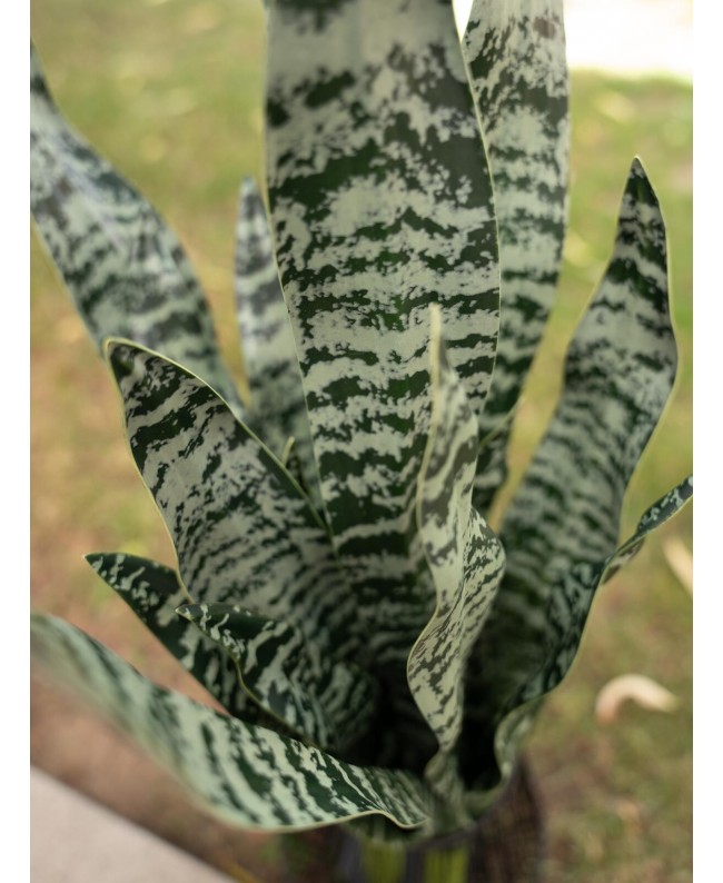 Europalms Lingua di serpente (EVA), artificiale, verde, 60 cm Fiori & piante