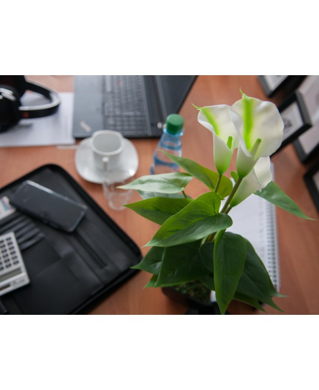 Europalms Calla mini, Kunstpflanze, weiß, 43cm Blumen & Pflanzen