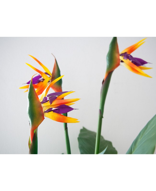 Europalms Bird-of-paradise Flower, artificial plant, 90cm Fiori & piante