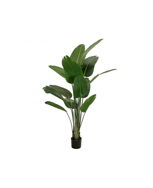 Europalms Strelitzia, artificial plant, 170cm Flowers & Plants