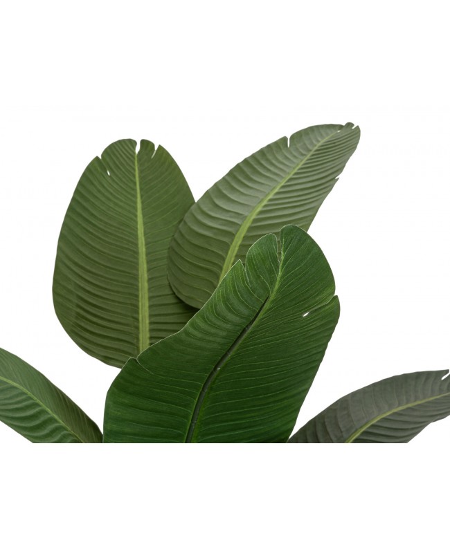 Europalms Strelitzie, Kunstpflanze, 170cm Blumen & Pflanzen