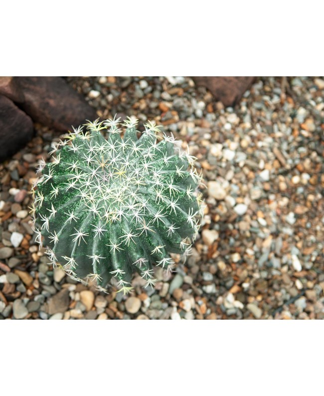 Europalms Barrel Cactus, artificial plant, 34cm Flowers & Plants