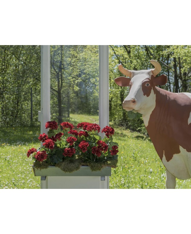 Europalms Geranie, künstlich, dunkelrot, 42cm Blumen & Pflanzen