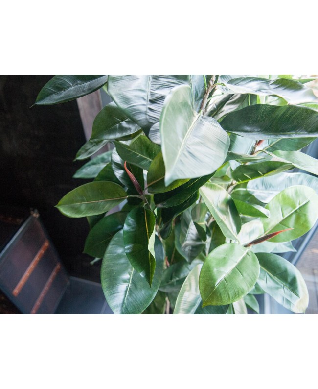 Europalms Rubber Tree, artificial plant, 120cm Flowers & Plants