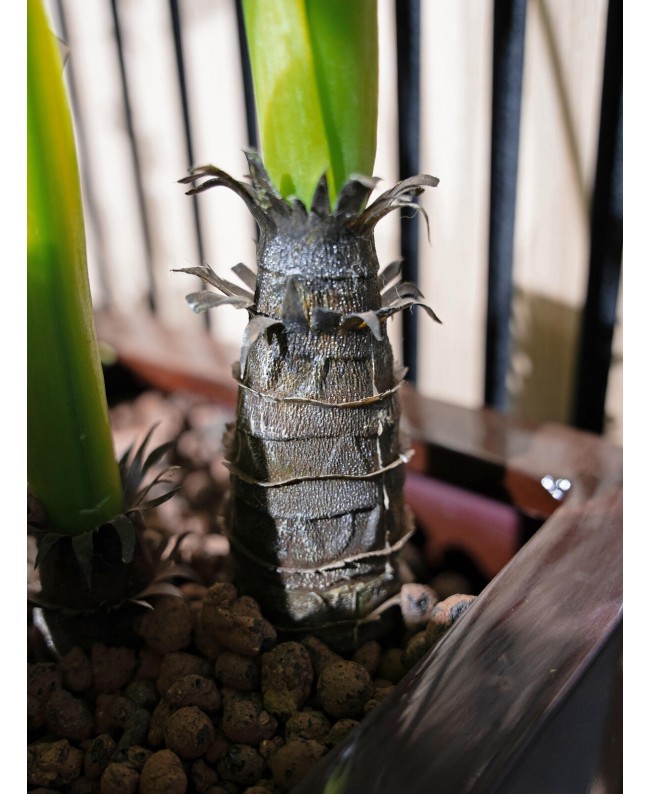 Europalms Monstera deliciosa, Kunstpflanze, 90cm Blumen & Pflanzen