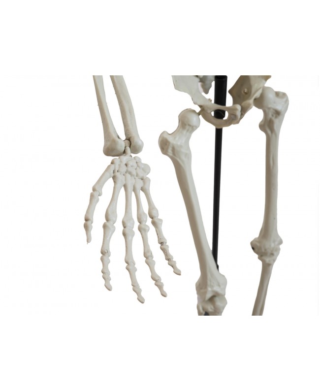 Europalms Halloween Skelett, stehend, 150 cm Saisonartikel