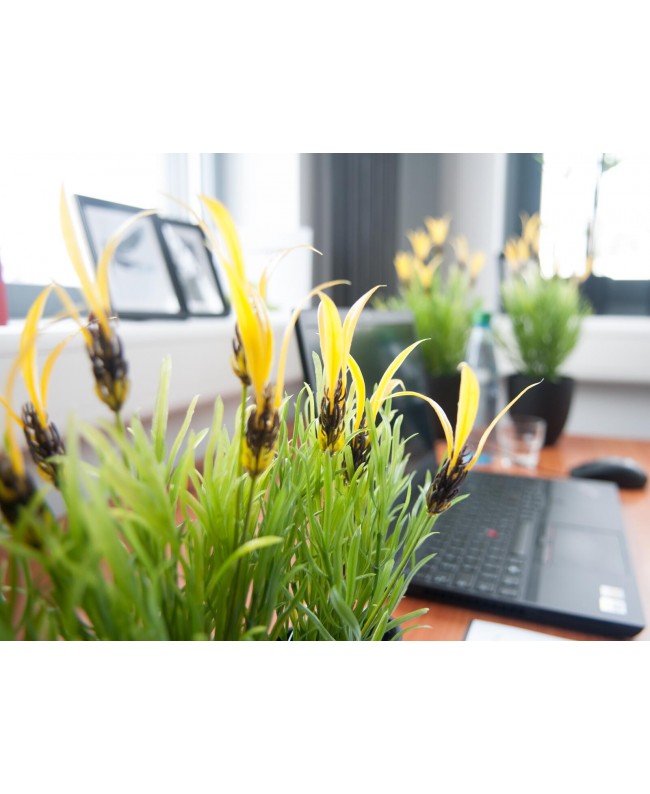 Europalms Feather lettuce, artificial, 40cm Fiori & piante