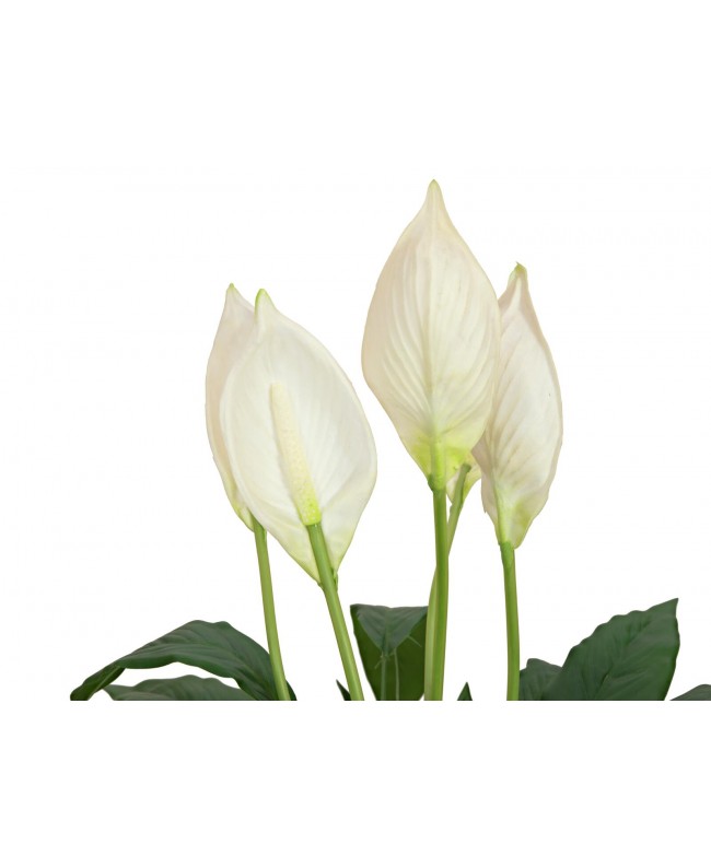 Europalms Einblatt, Kunstpflanze, 60cm Blumen & Pflanzen