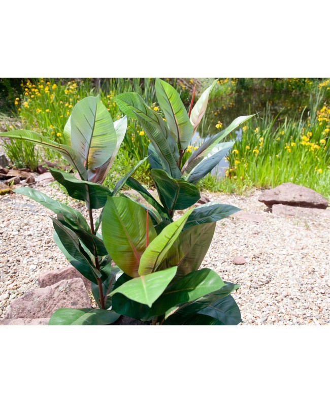 Europalms Rubber tree, artificial plant, 100cm Flowers & Plants