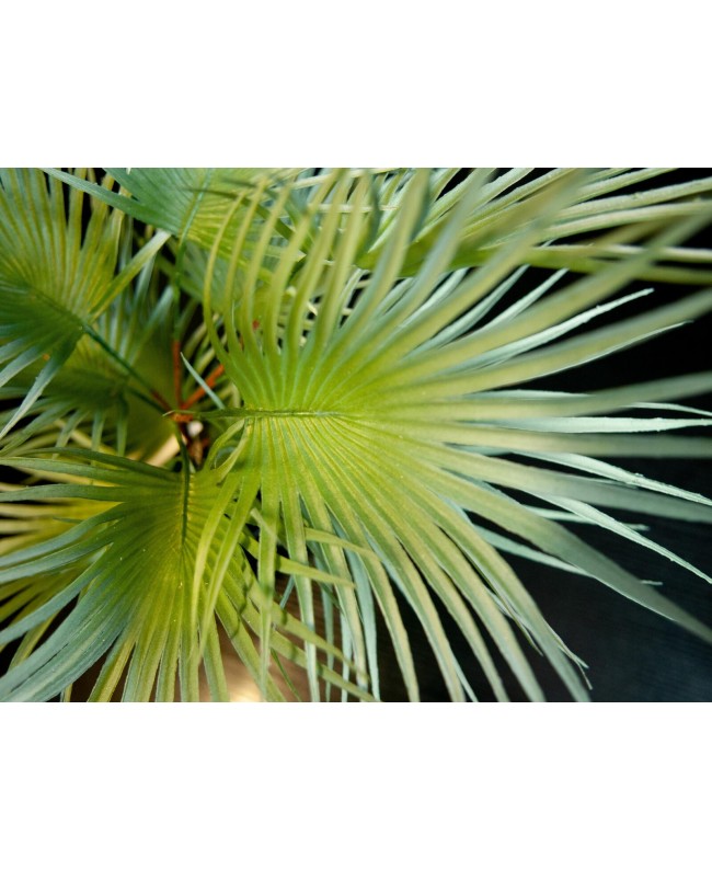 Europalms Fan Palm, artificial plant, 55cm Fiori & piante
