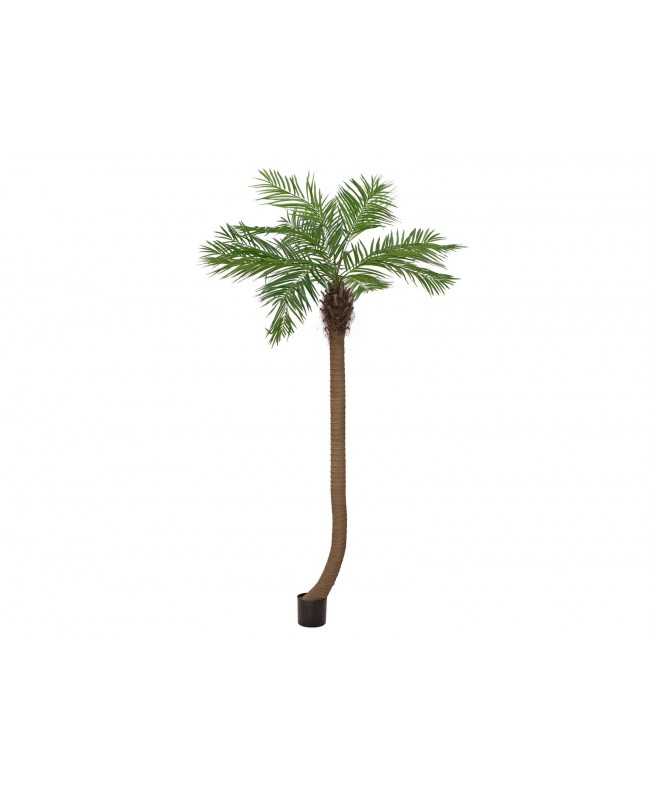 Europalms Phoenix palm tree luxor curved, artificial plant, 240cm Flowers & Plants
