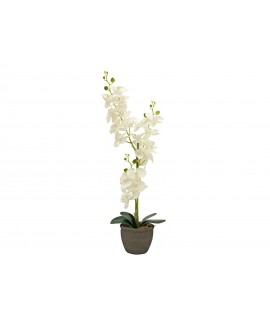 Europalms Orchid, artificial plant, cream, 80cm Fiori & piante