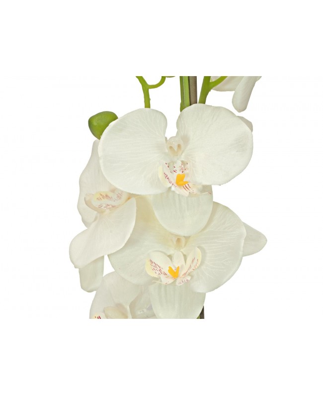 Europalms Orchid, artificial plant, cream, 80cm Flowers & Plants