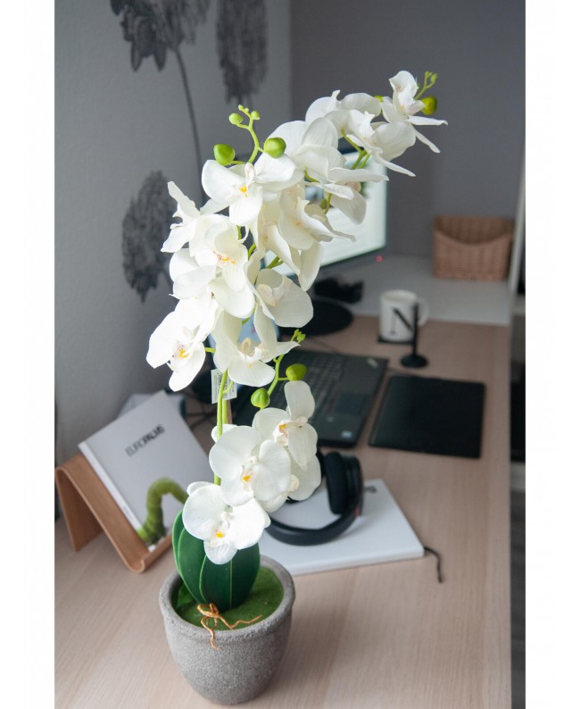 Europalms Orchidee, Kunstpflanze, cremefarben, 80cm Blumen & Pflanzen
