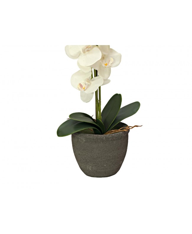 Europalms Orchid, artificial plant, cream, 80cm Flowers & Plants
