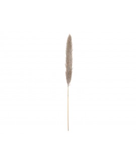 Europalms Pampas Grass Branch, dried, natural, 137cm Fiori & piante