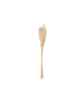 Europalms Pampas Grass Straw Bunch, dried, natur, 75cm Fiori & piante