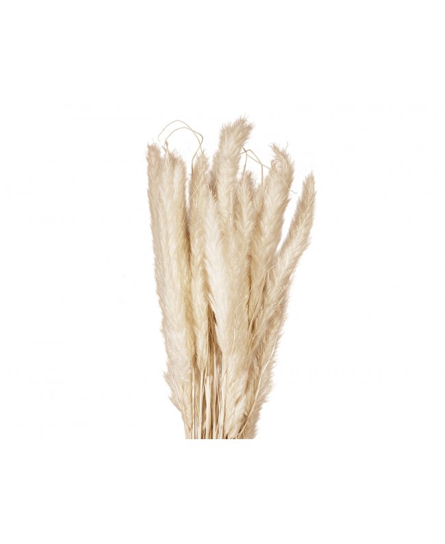 Jolipa Pampas Grass Straw Bunch, dried, natur, 75cm