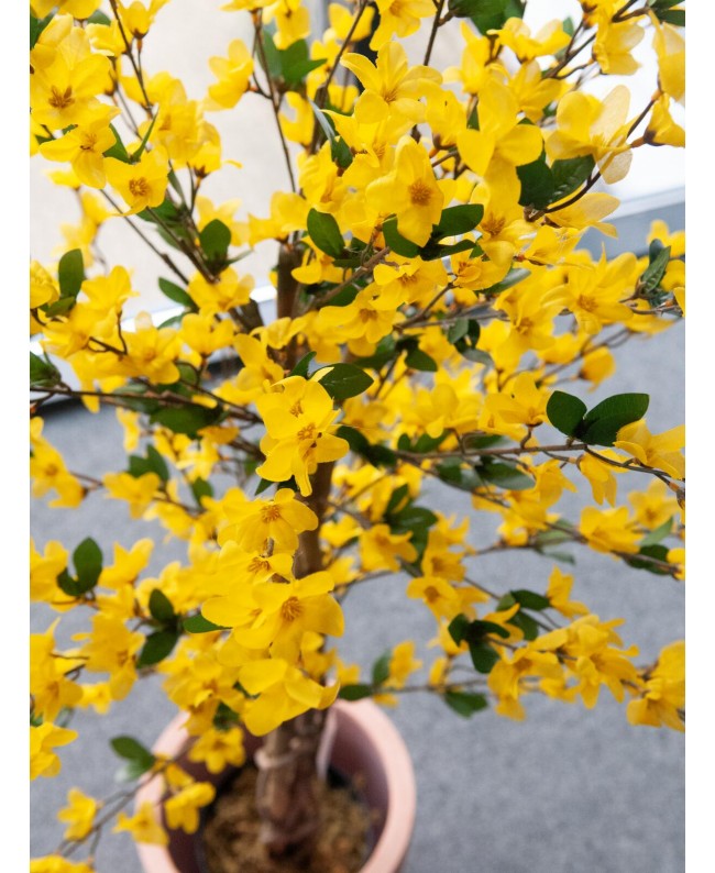 Europalms Forsythia tree with 3 trunks, artificial plant, yellow, 150cm Fiori & piante