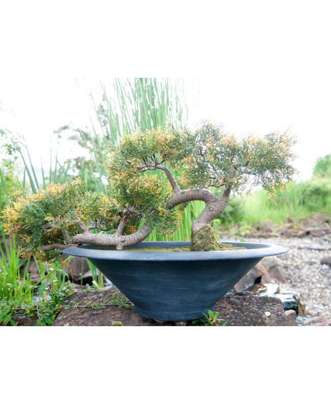 Europalms Bonsai-Zeder, Kunstpflanze, 40cm Blumen & Pflanzen