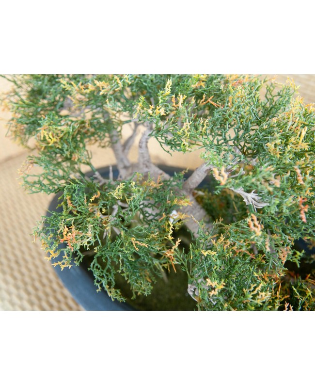 Europalms Pencil Cedar, artificial plant, 40cm Fiori & piante