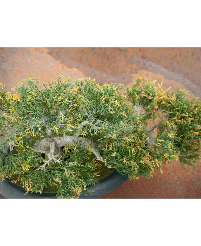 Europalms Bonsai-Zeder, Kunstpflanze, 40cm Blumen & Pflanzen