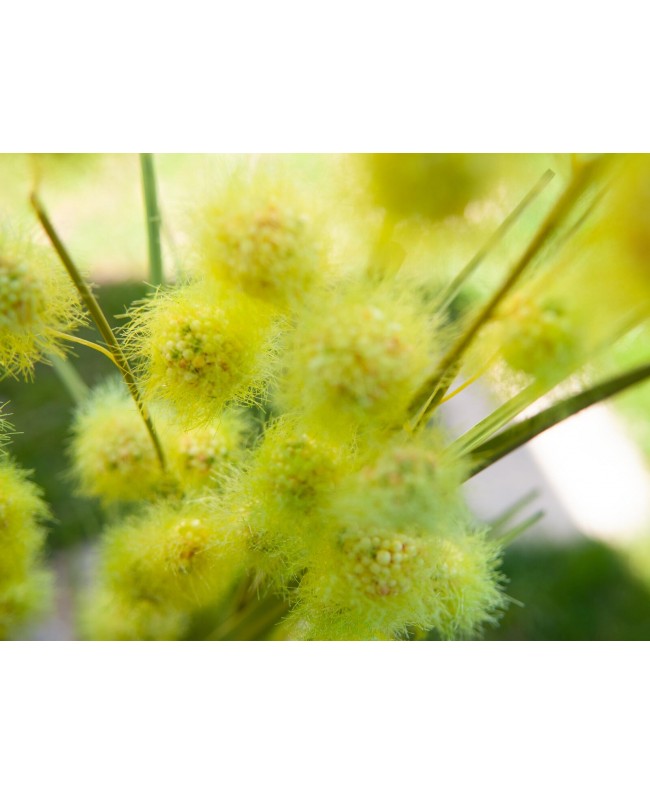 Europalms Pompongras, künstlich, 122cm