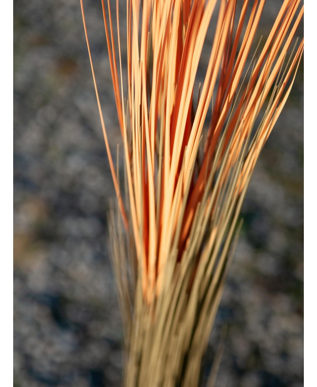 Europalms Erba di canna, marrone chiaro, artificiale, 127 cm Fiori & piante