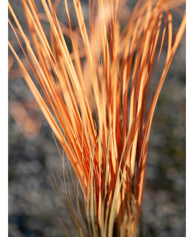 Europalms Schilfgras, künstlich, hellbraun, 127cm Blumen & Pflanzen
