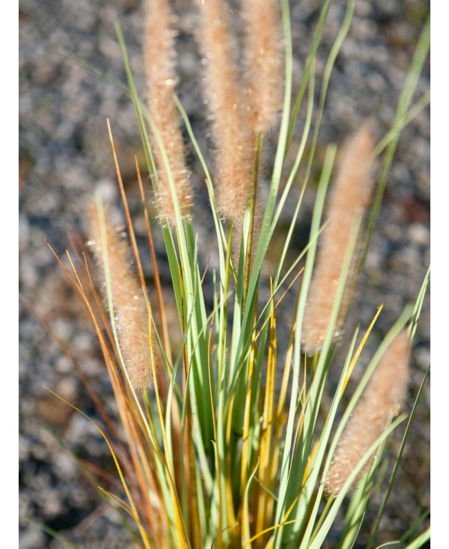 Europalms Lampenputzergras, künstlich, 120cm Blumen & Pflanzen