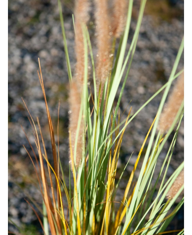 Europalms Fountain grass, artificial, 120cm Flowers & Plants