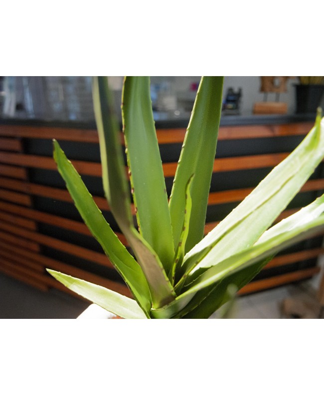 Europalms Aloe (EVA), artificial, green, 66cm Flowers & Plants