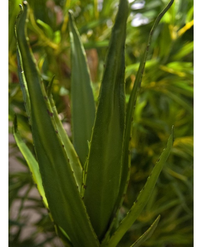 Europalms Aloe (EVA), artificial, green, 66cm Flowers & Plants
